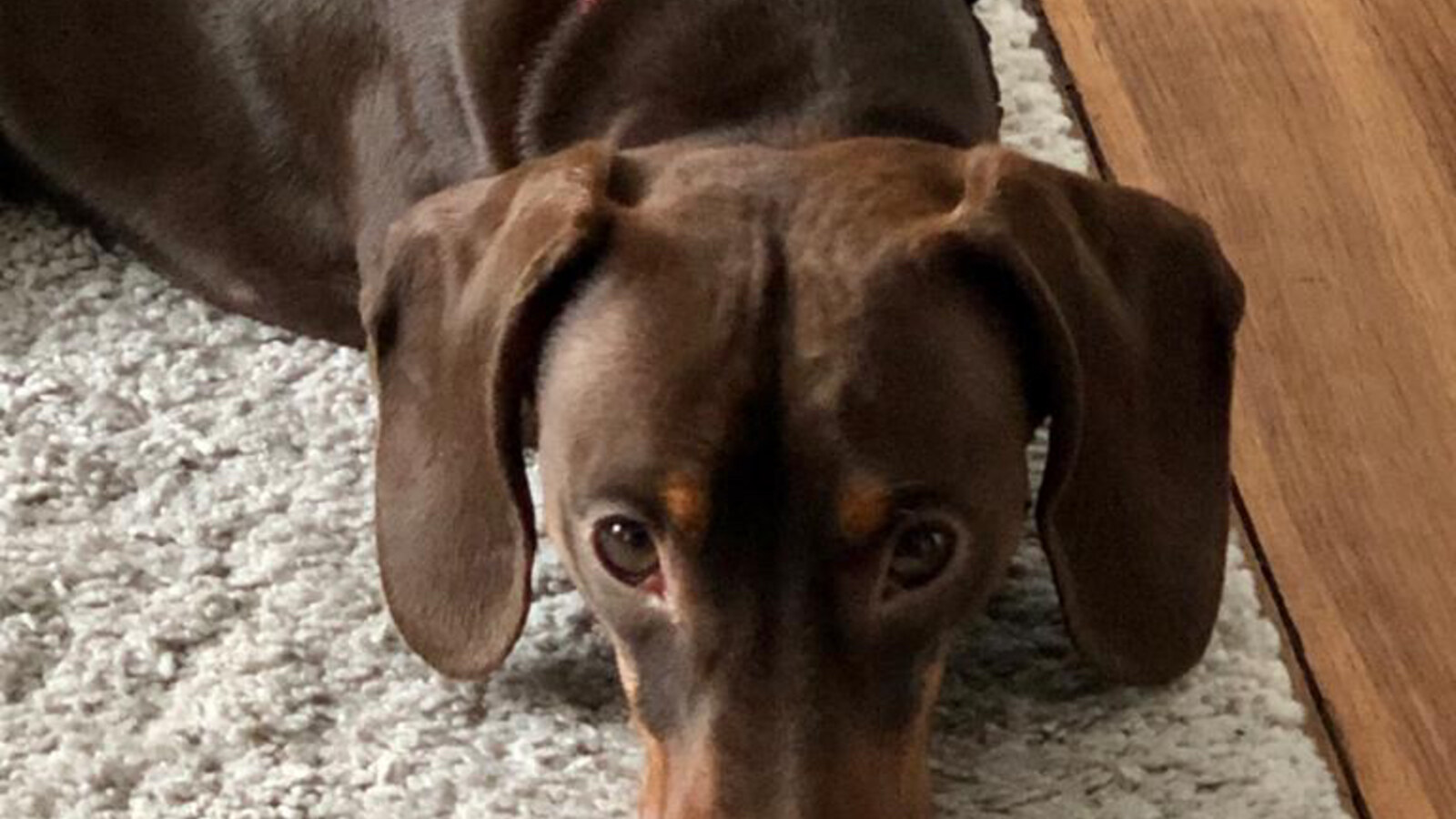 Chien de la maison, presence du vivant au quotidien