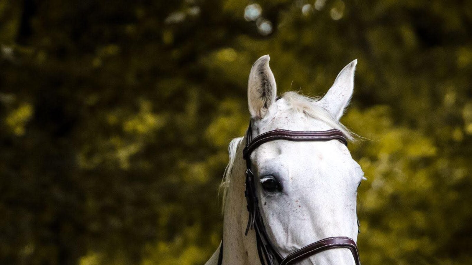 Cheval blanc, lien au vivant cher a Maison 86 Vivante